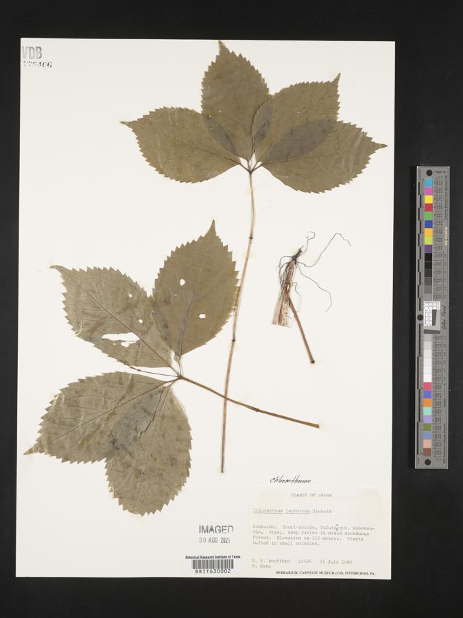 Chloranthus image