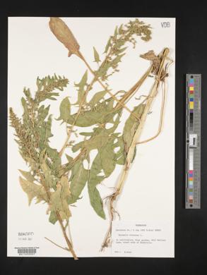 Spinacia oleracea image