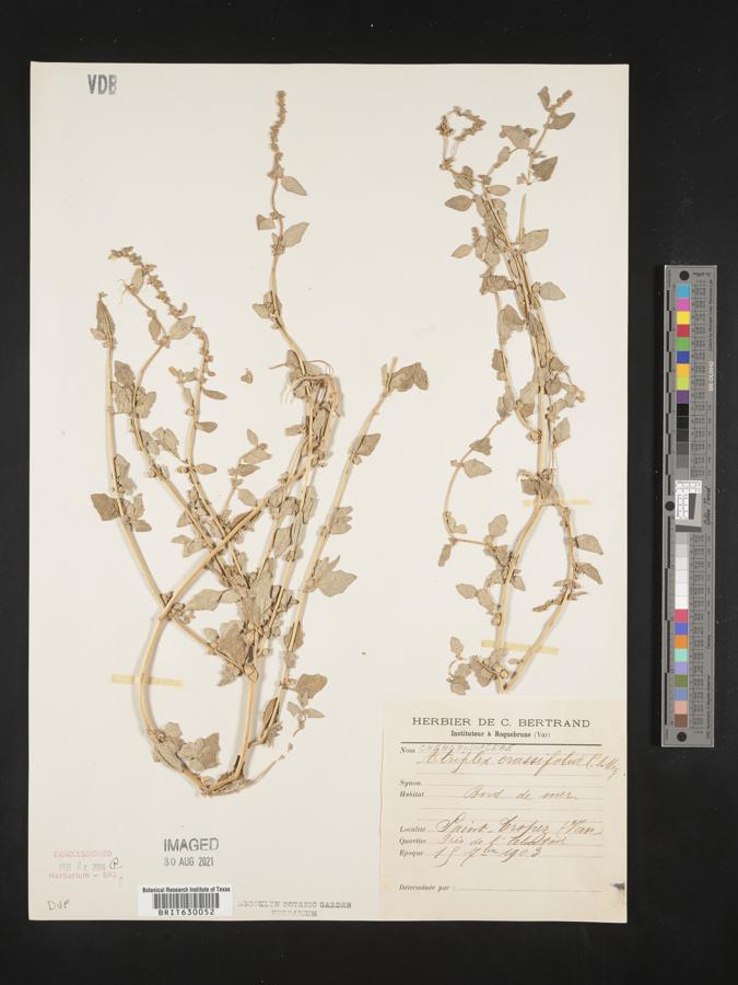Atriplex crassifolia image