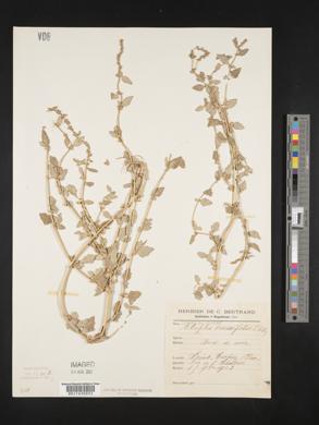 Image of Atriplex crassifolia