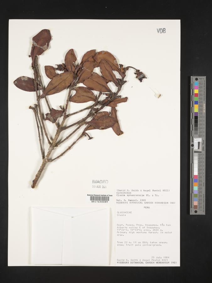 Clusia sphaerocarpa image