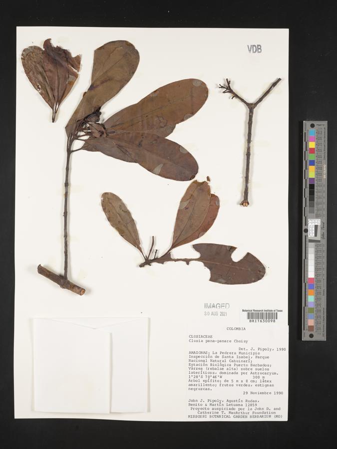 Clusia panapanari image