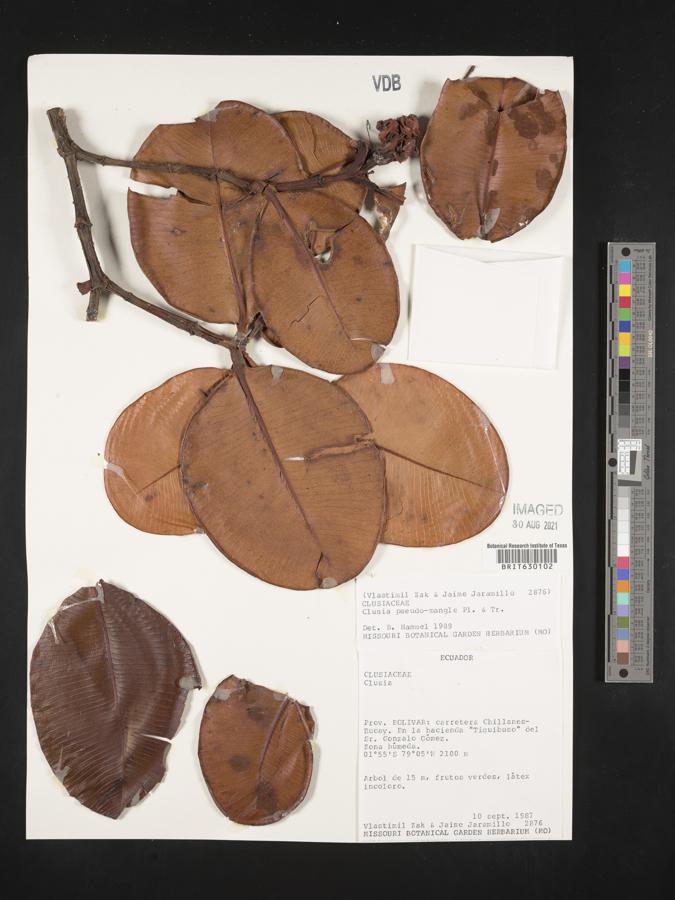 Clusia pseudomangle image