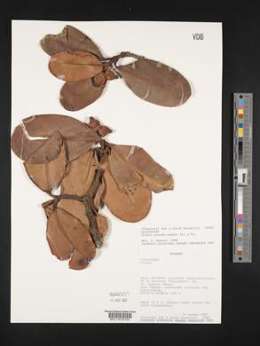 Clusia pseudomangle image