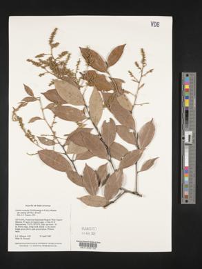 Leptobalanus octandrus subsp. pallidus image