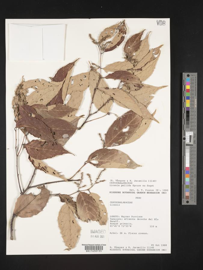 Licania pallida image