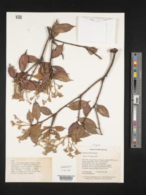Parinari parvifolia image
