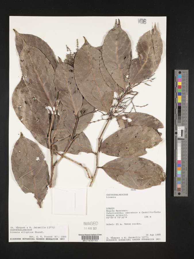 Licania elliptica image