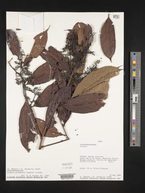 Moquilea guianensis image
