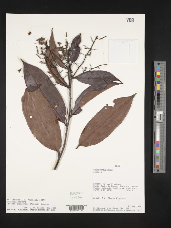 Moquilea guianensis image
