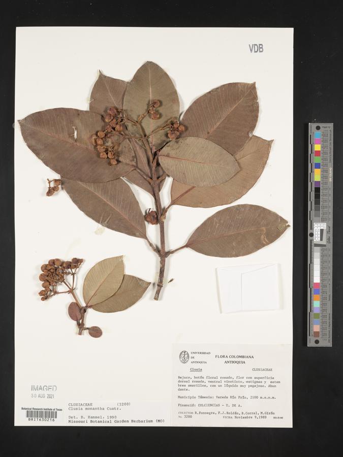 Clusia monantha image