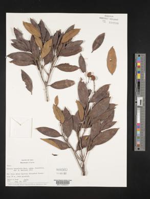 Caraipa densifolia subsp. densifolia image