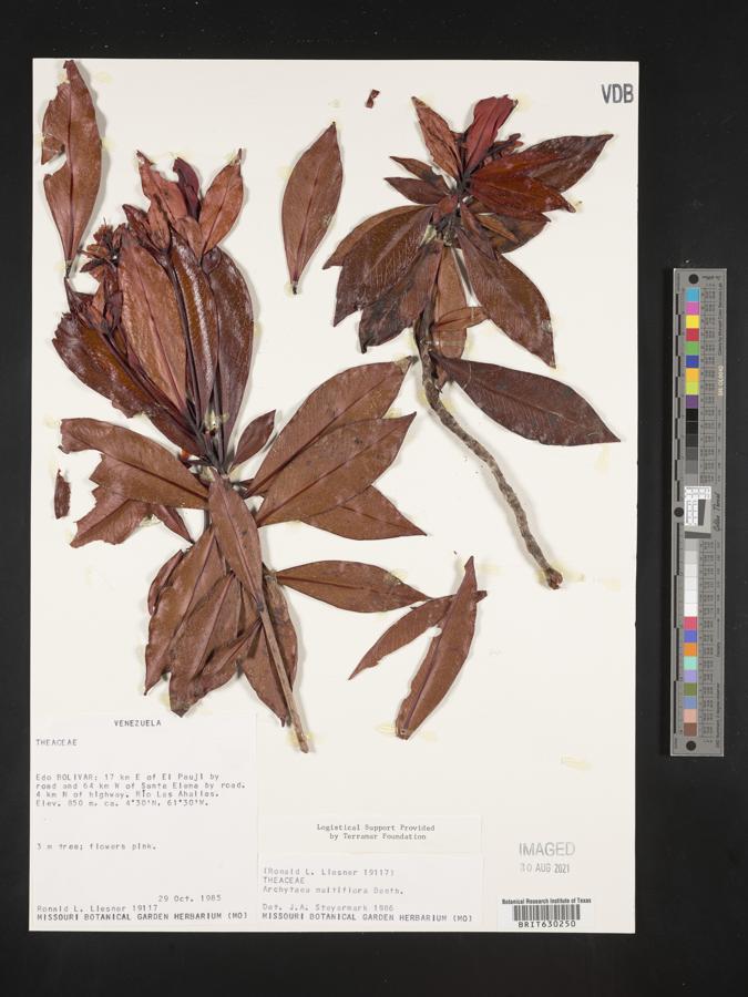 Archytaea triflora image