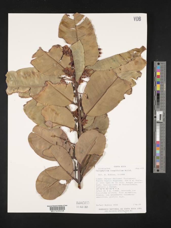 Calophyllum longifolium image