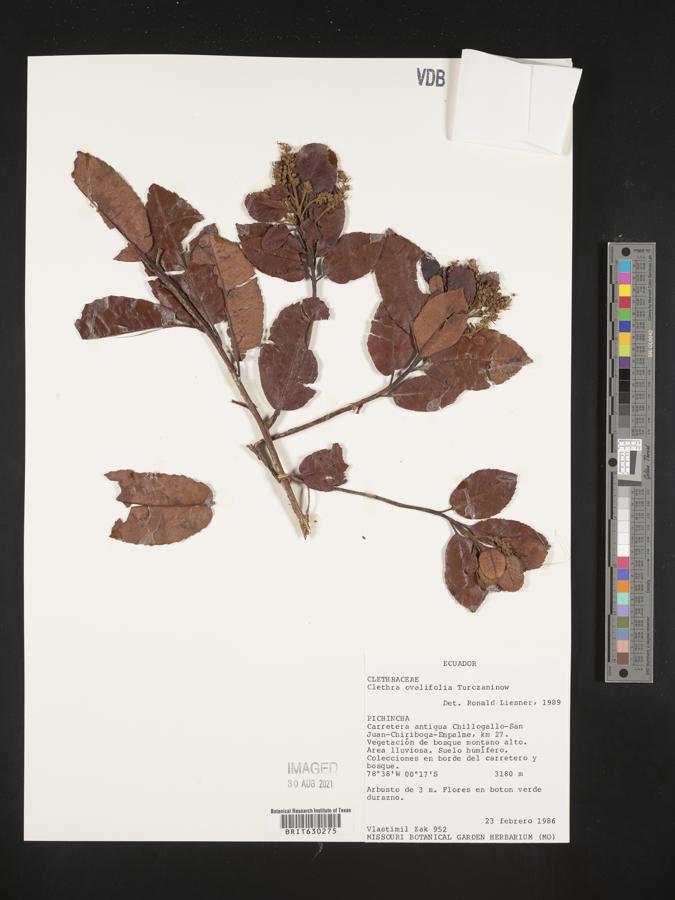 Clethra ovalifolia image