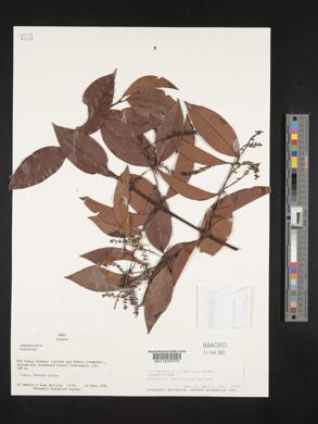 Combretum laurifolium image