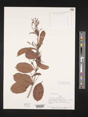 Combretum laurifolium image