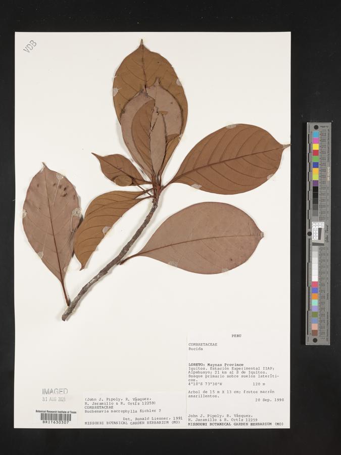Terminalia macrophylla image