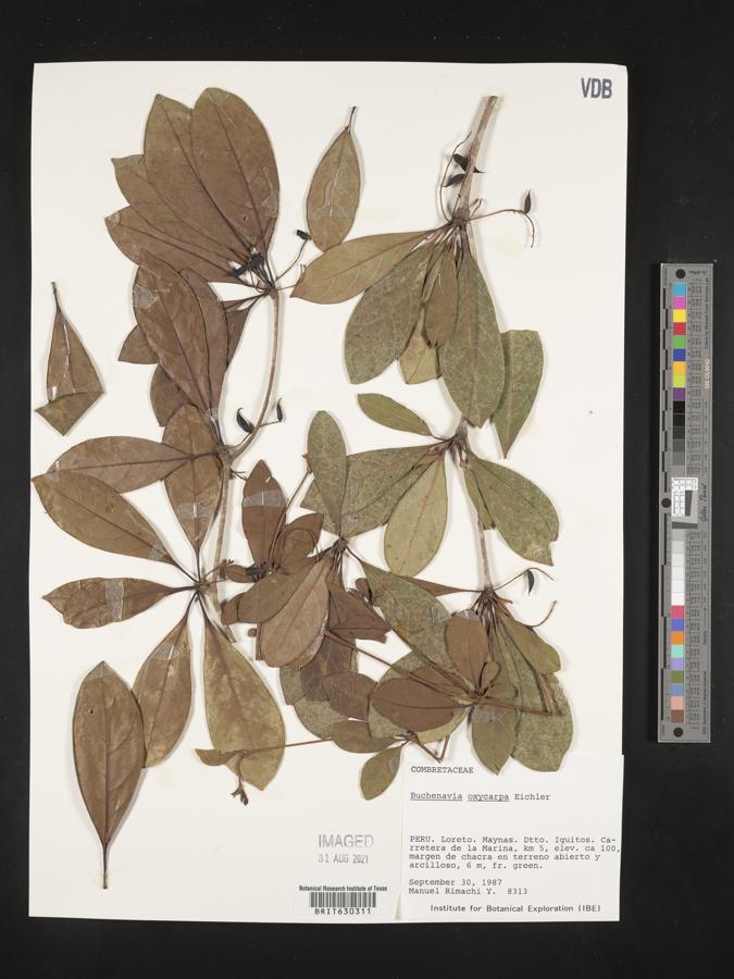 Terminalia oxycarpa image