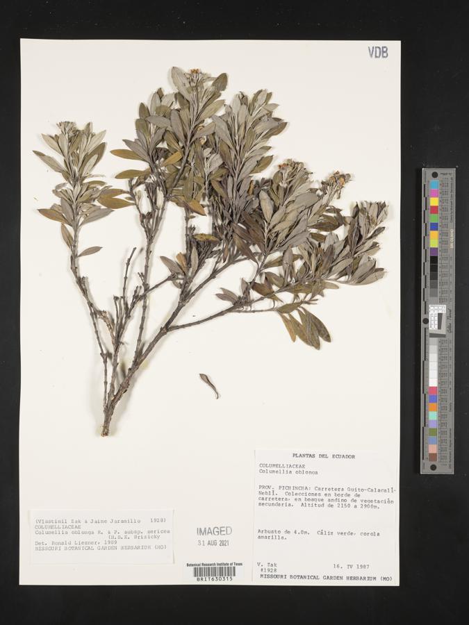 Columellia oblonga image