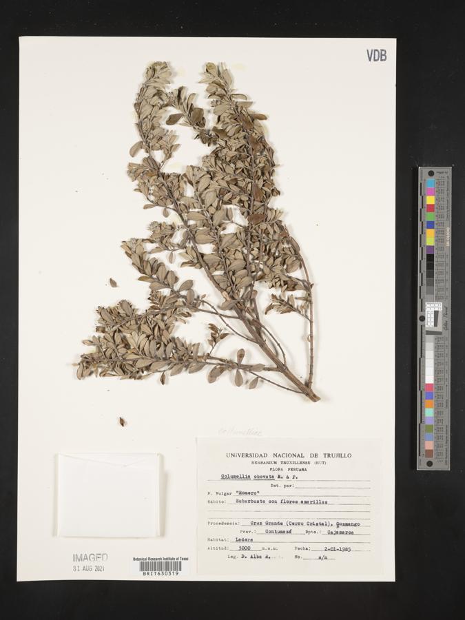 Columellia obovata image
