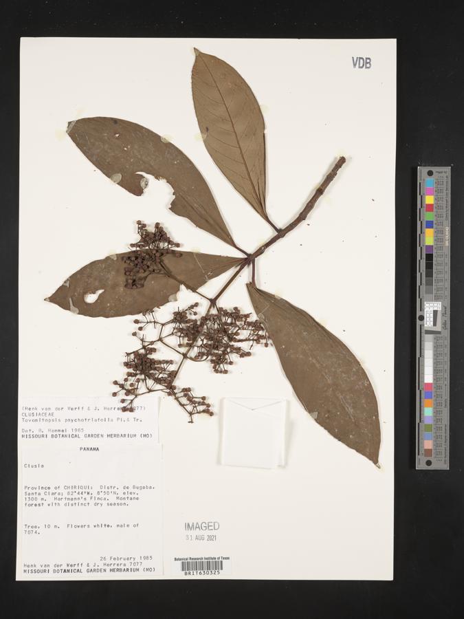 Chrysochlamys psychotriifolia image