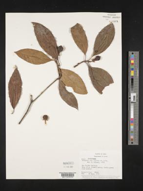 Tovomita laurina image