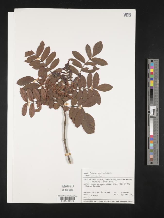 Ackama rosifolia image