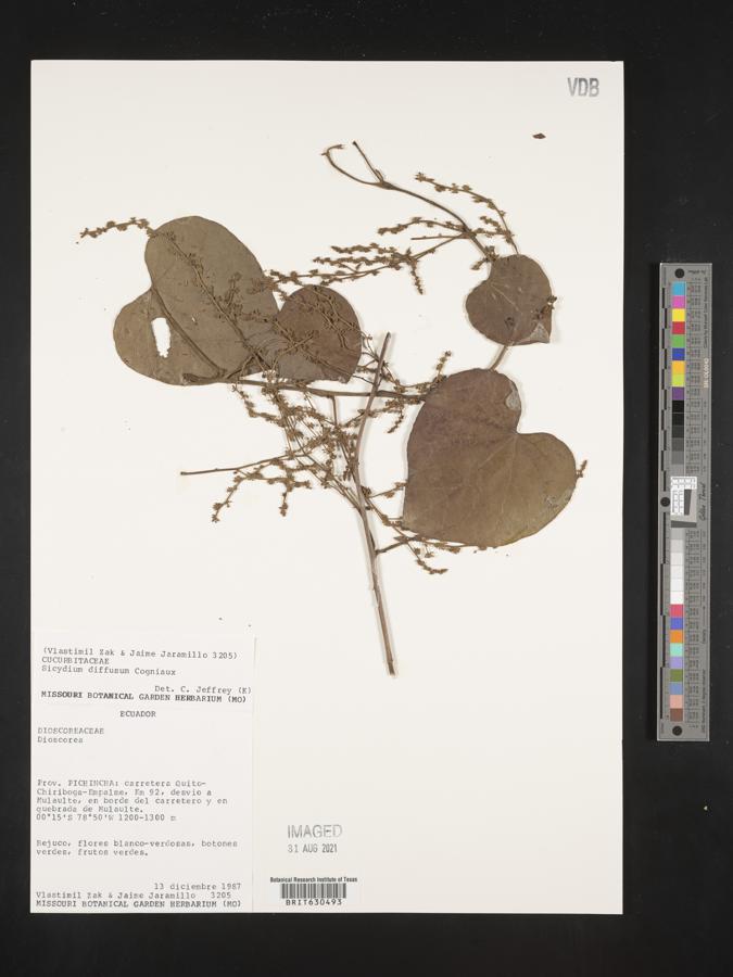 Sicydium diffusum image