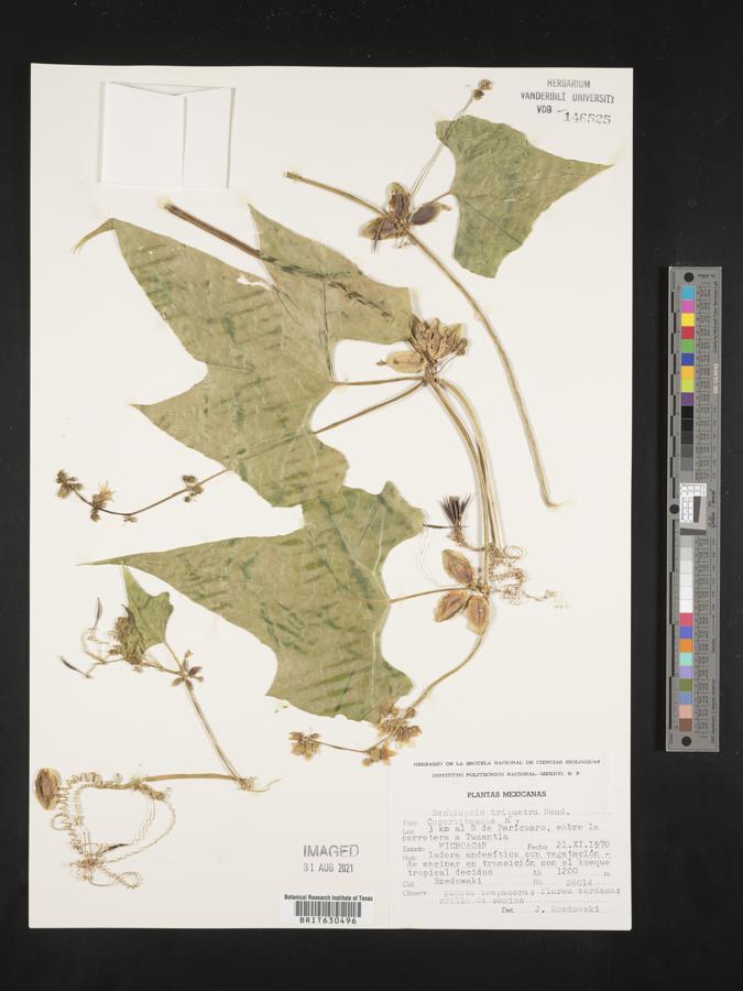 Sechiopsis triquetra image