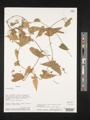 Image of Cyclanthera peruana