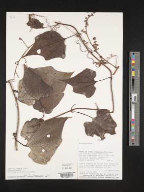 Fevillea cordifolia image