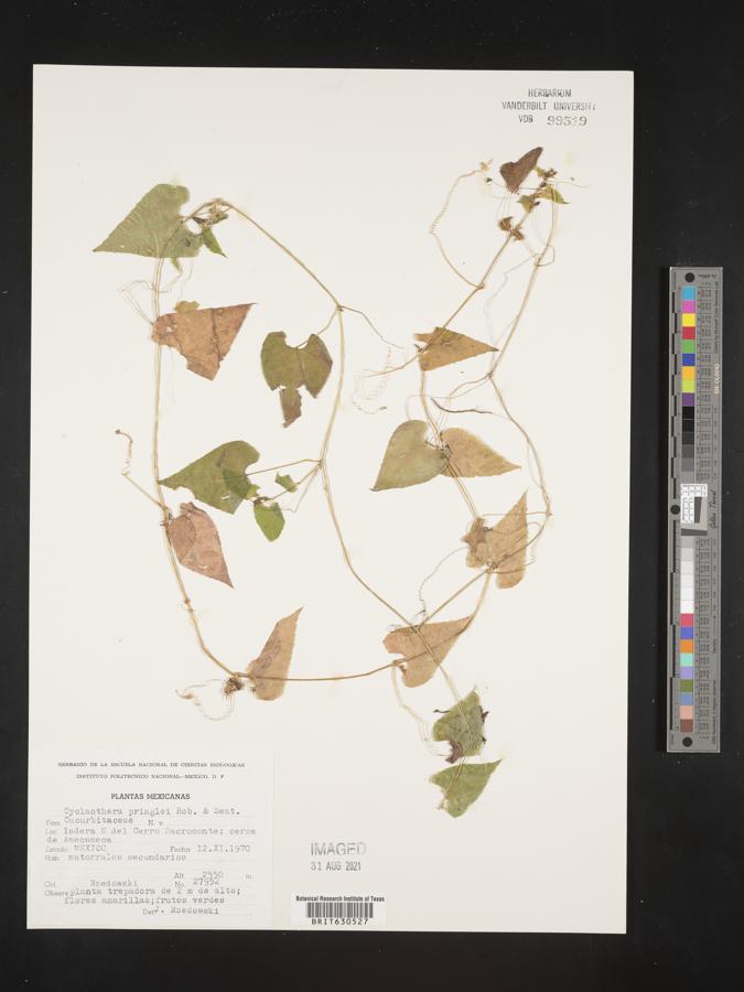 Cyclanthera pringlei image