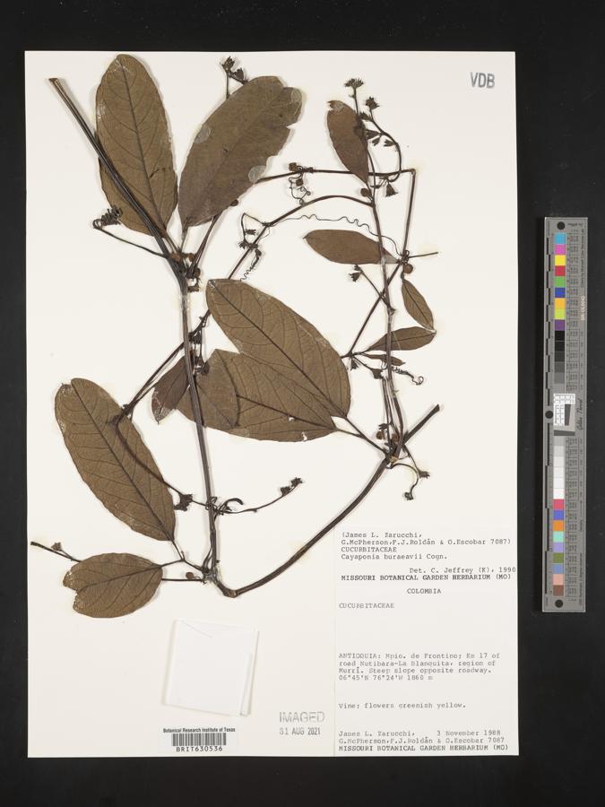 Cayaponia buraeavii image