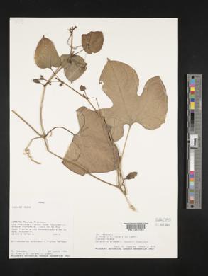 Image of Cayaponia cruegeri