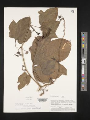 Image of Cayaponia glandulosa