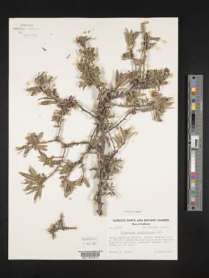 Crossosoma californicum image