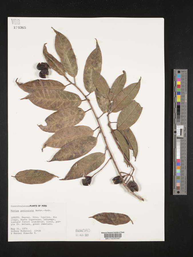 Maripa paniculata image