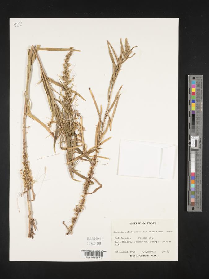 Cuscuta californica var. breviflora image