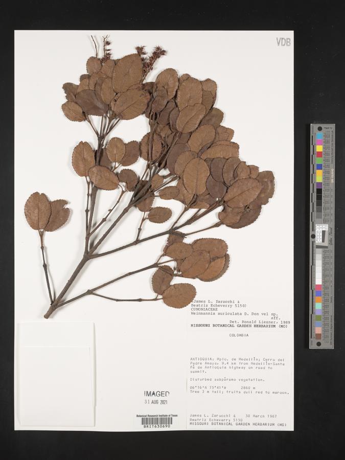 Weinmannia auriculata image