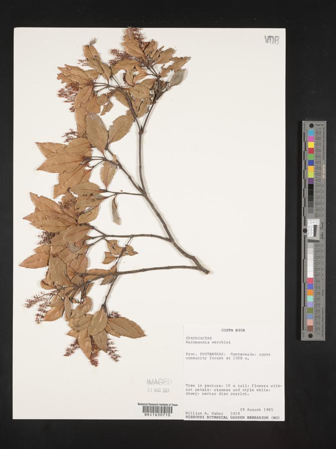 Weinmannia wercklei image