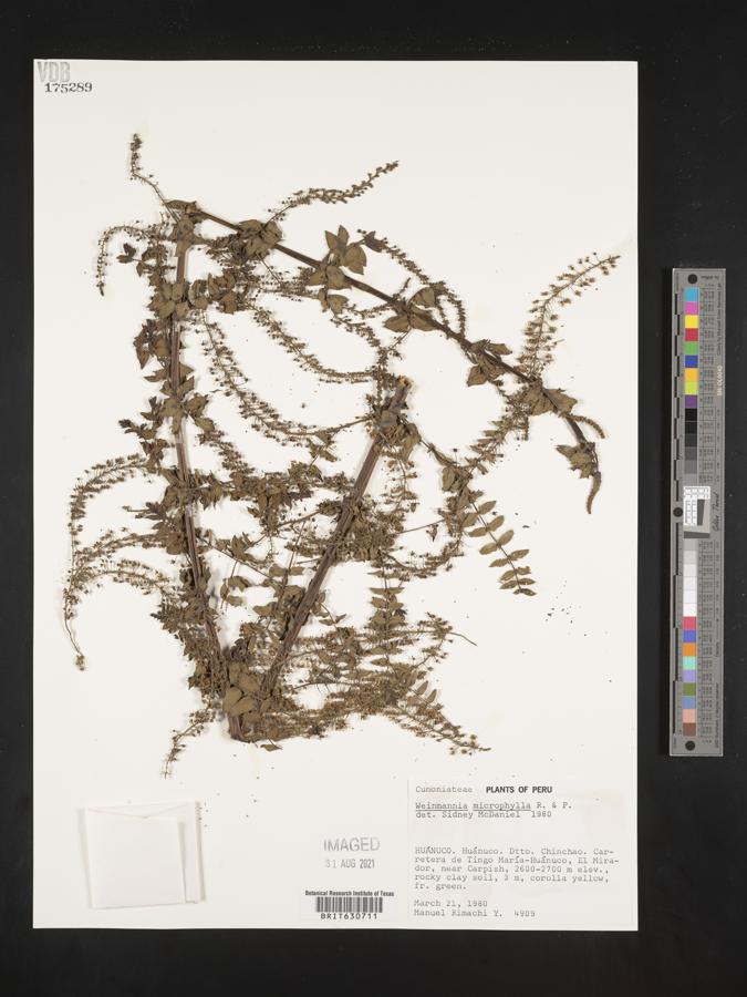 Weinmannia microphylla image