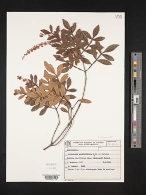 Image of Weinmannia paulliniifolia