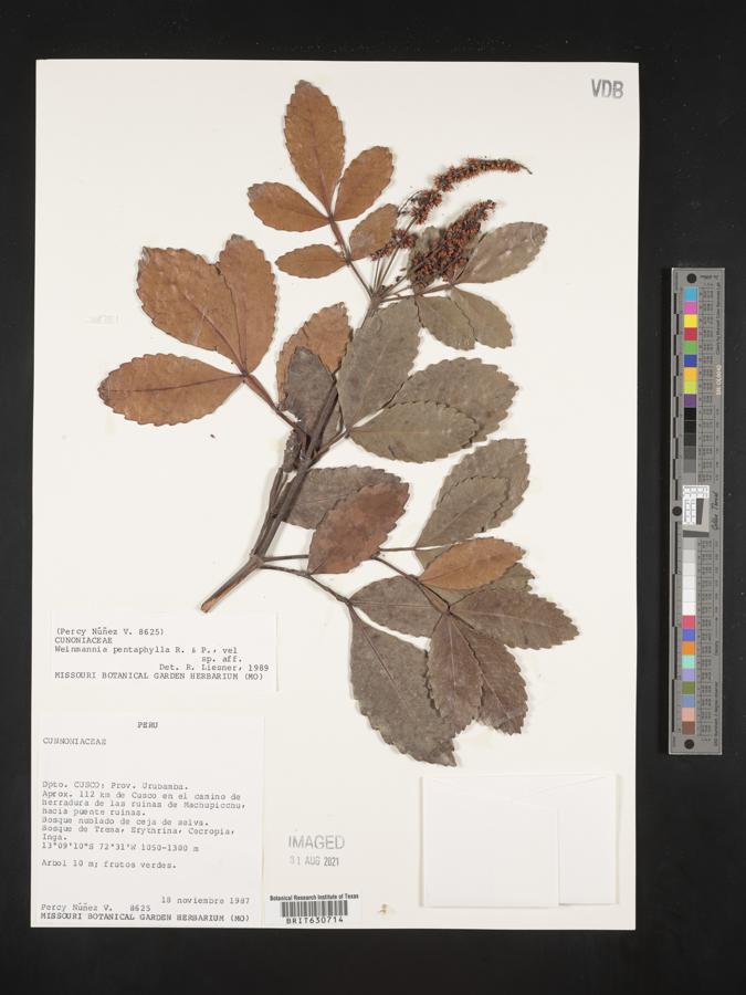 Weinmannia pentaphylla image