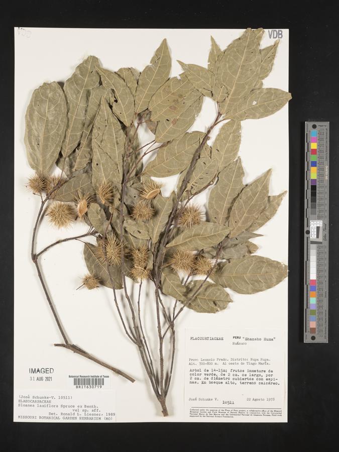 Sloanea laxiflora image