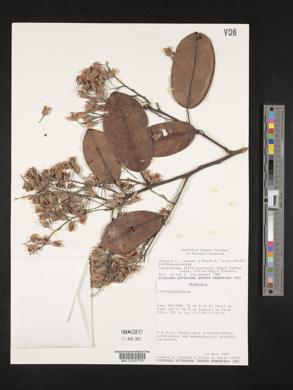 Pakaraimaea dipterocarpacea image