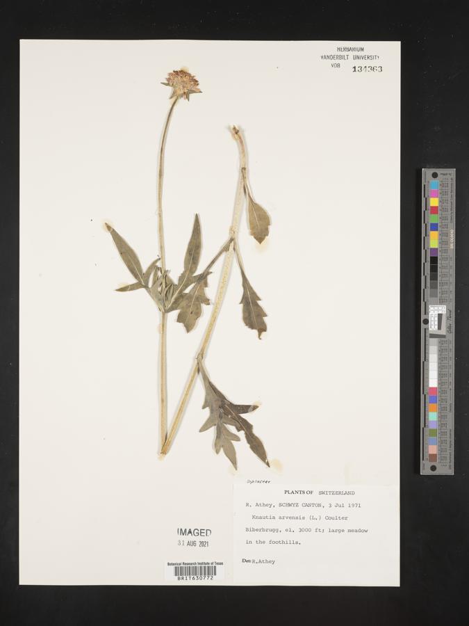 Knautia arvensis image