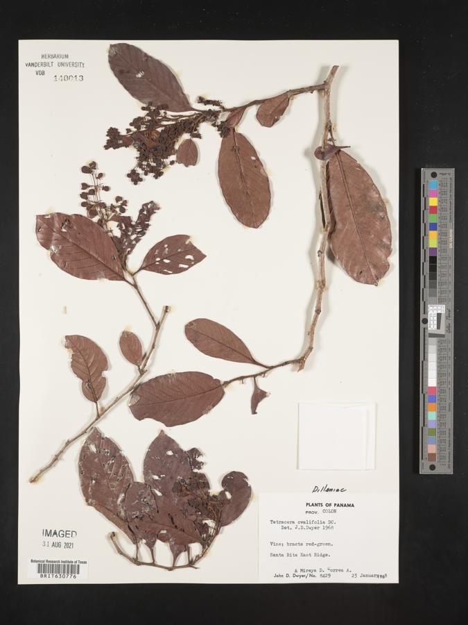 Tetracera ovalifolia image