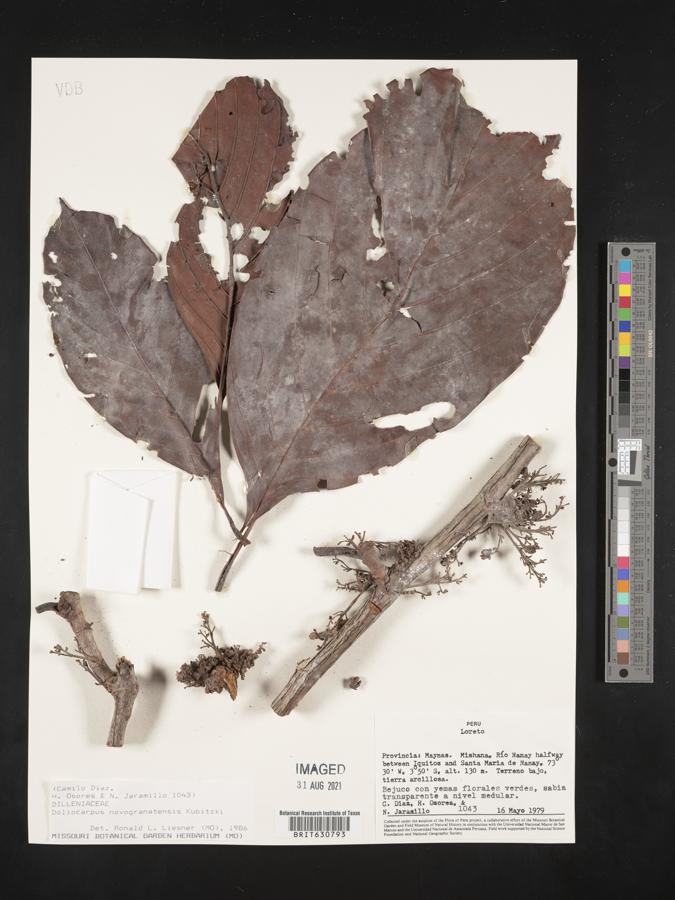 Doliocarpus novogranatensis image