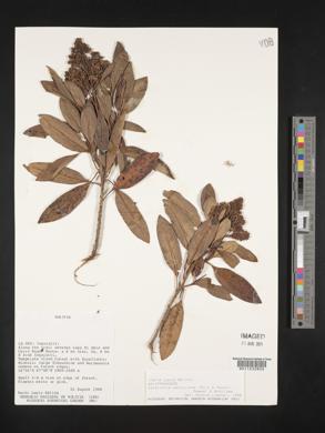 Escallonia paniculata image